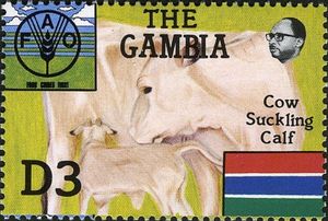 Cow with Calf (Bos primigenius taurus)